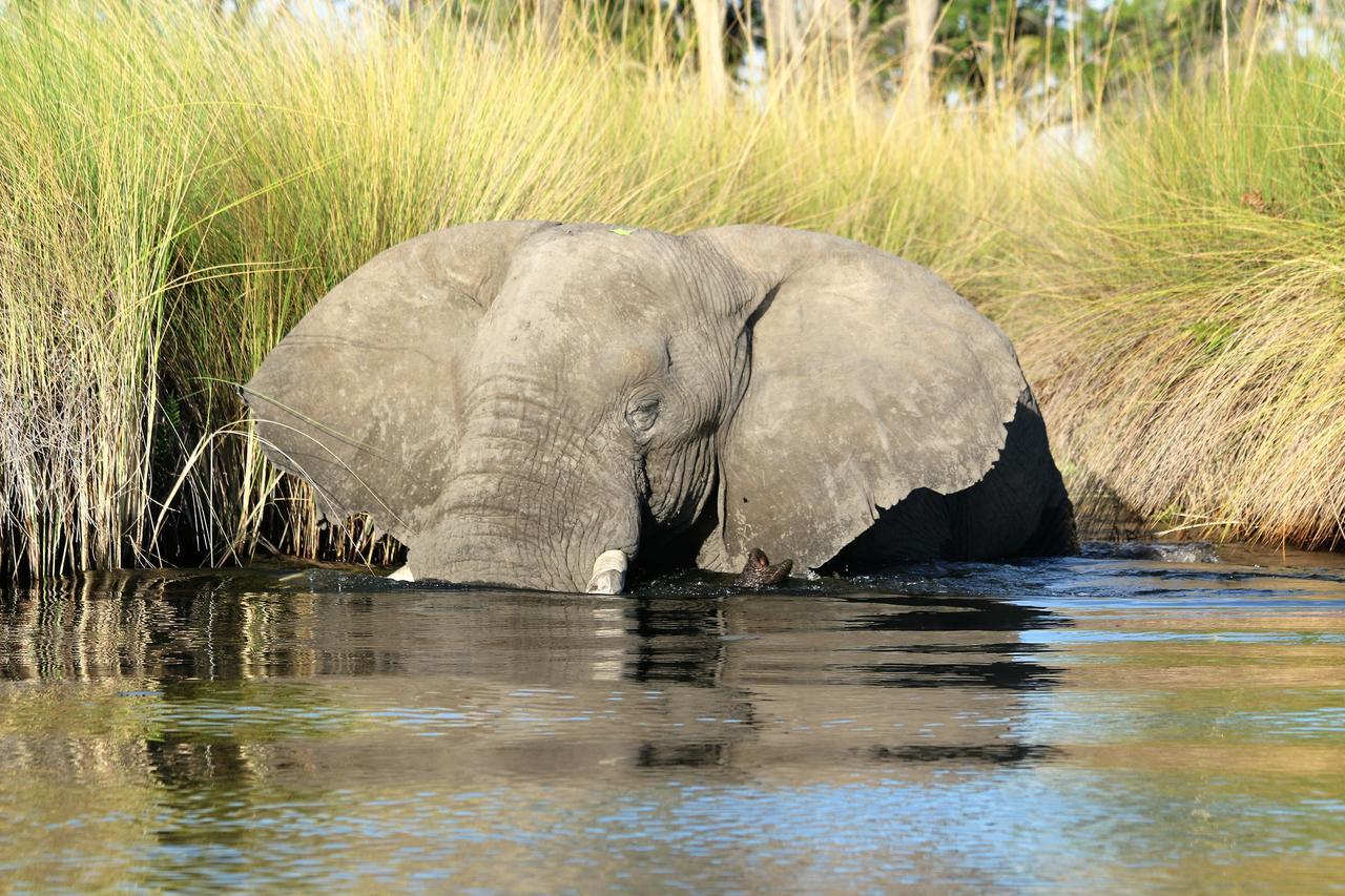 Island Safari Lodge Maun Kültér fotó