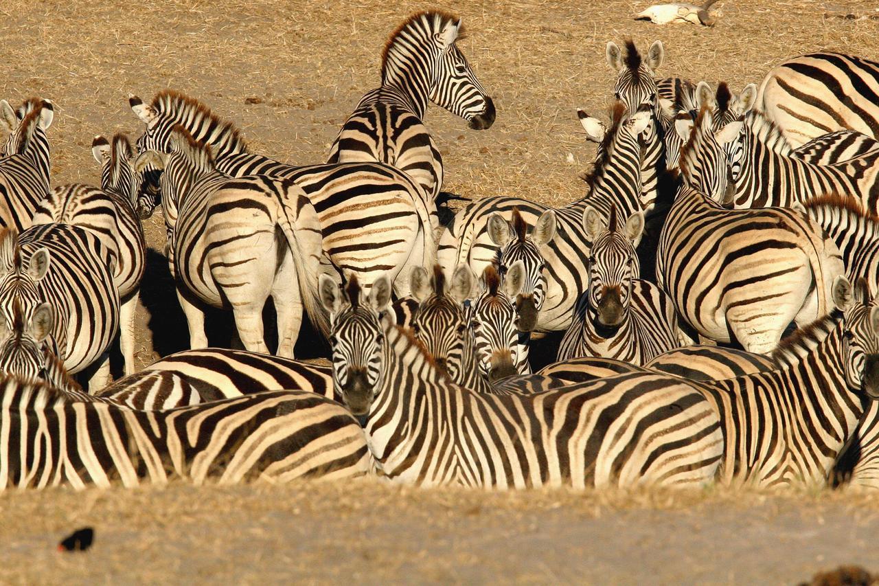 Island Safari Lodge Maun Kültér fotó