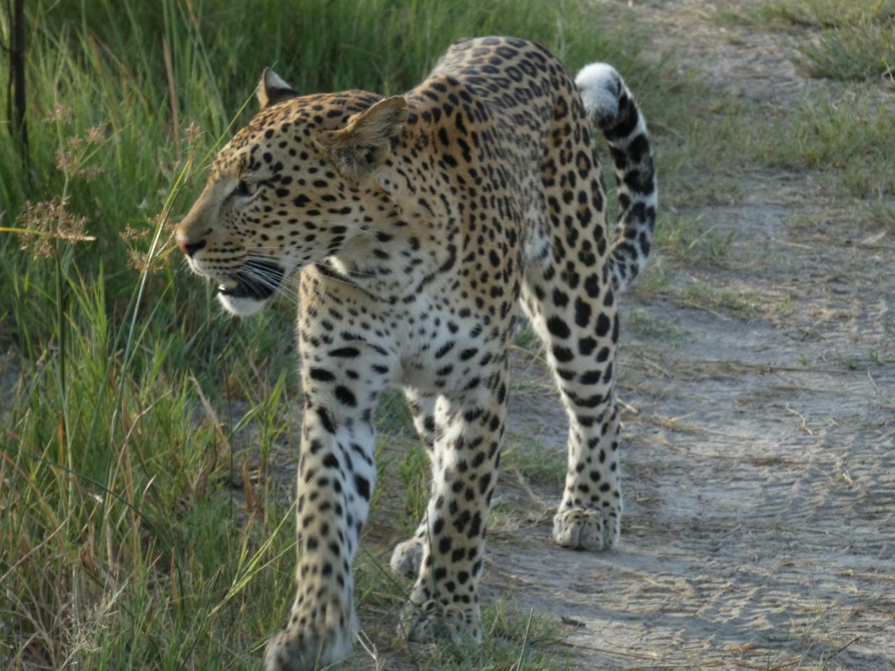 Island Safari Lodge Maun Kültér fotó