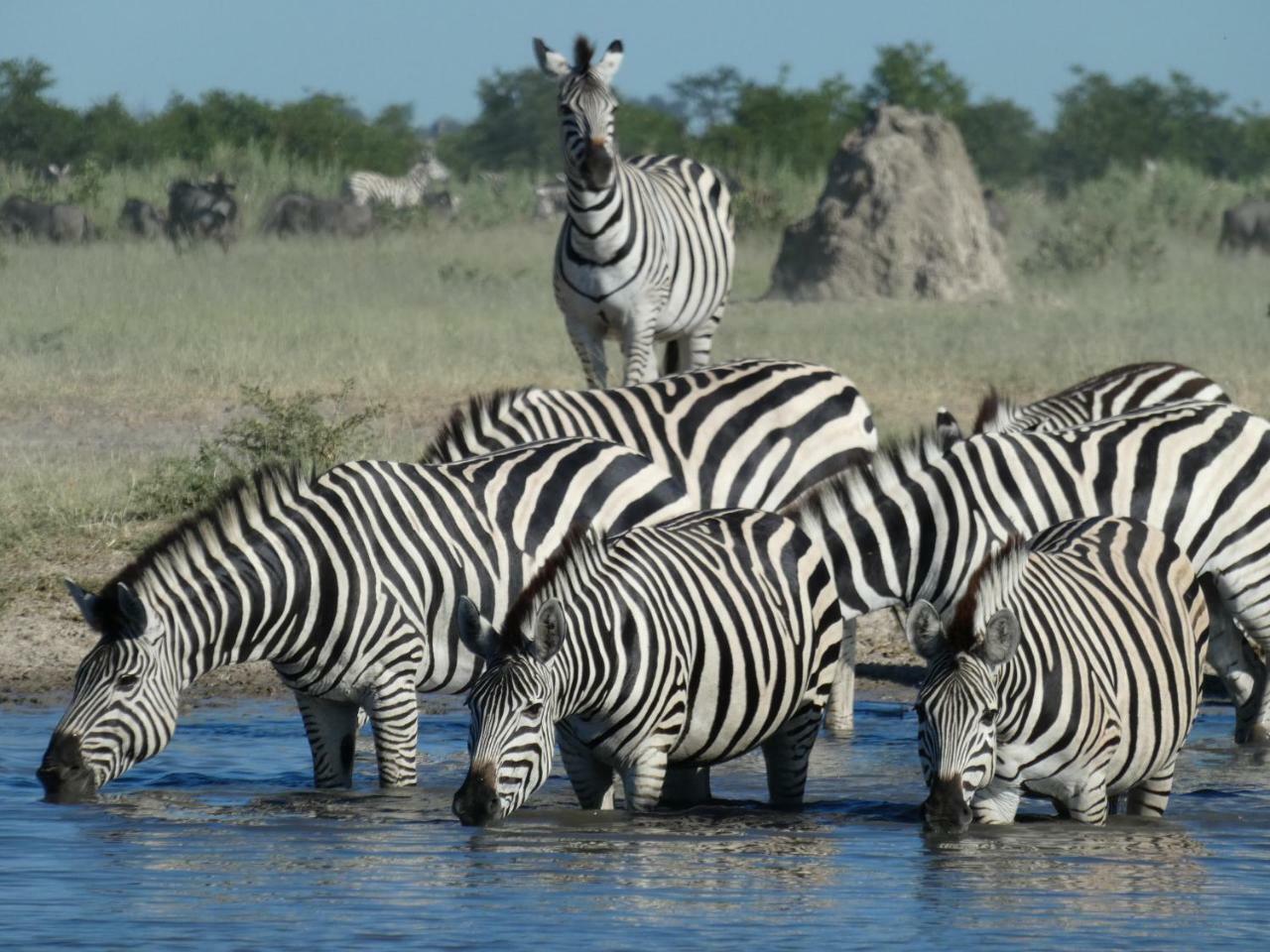 Island Safari Lodge Maun Kültér fotó